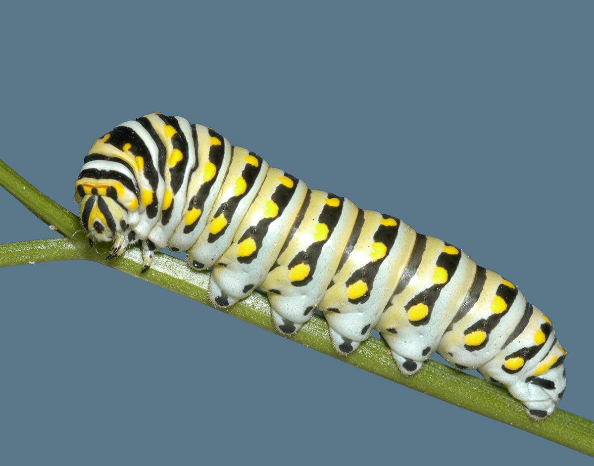 yellow and black striped caterpillar.