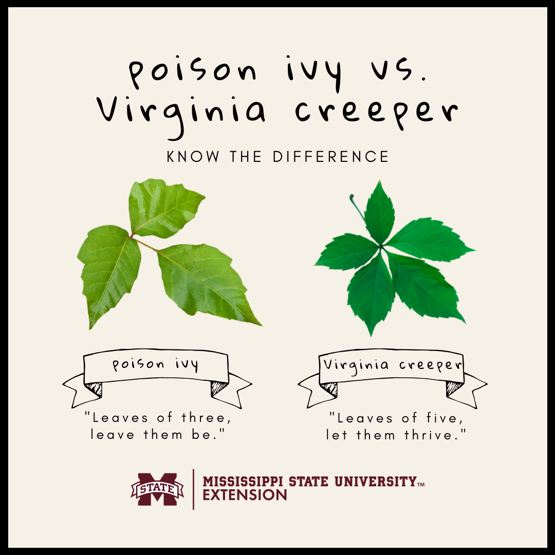 Poison Ivy vs. Virginia Creeper. Know the Difference. Poison Ivy - "Leaves of three, leave them be." Virginia creeper - "Leaves of five, let them thrive."