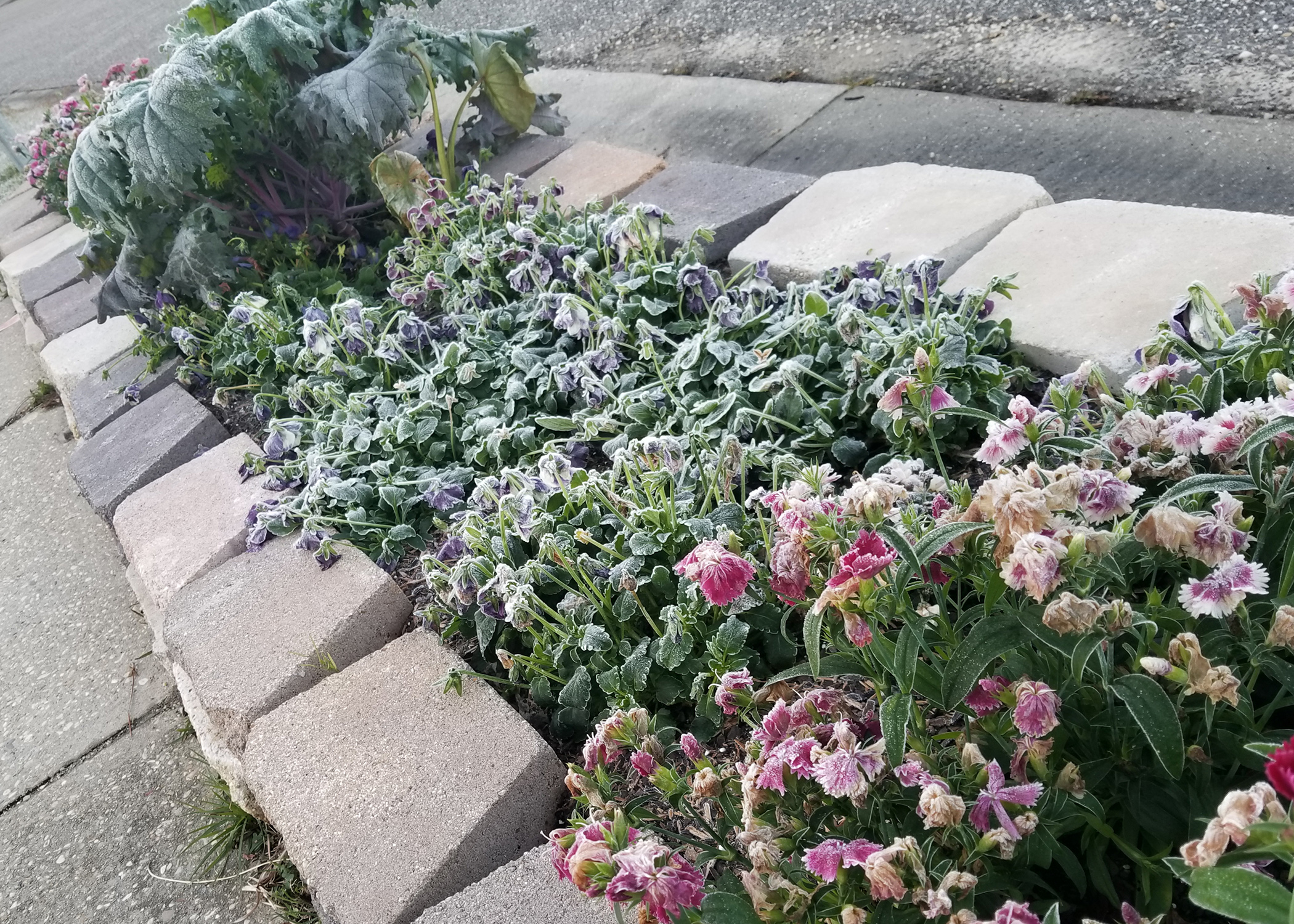 A row of winter flowers bordered by  landscape stones is covered in a light layer of ice.