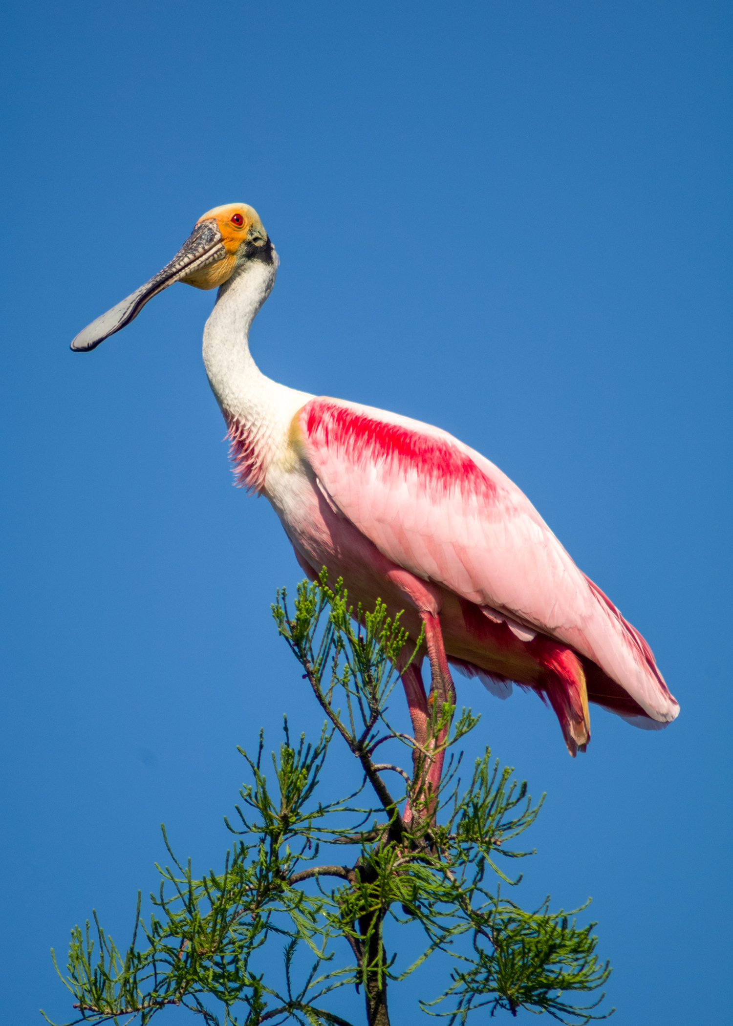 Roseate spoonbills burst with colors whether they are flying or roosting in a tree. (Photo by Bill Stripling).