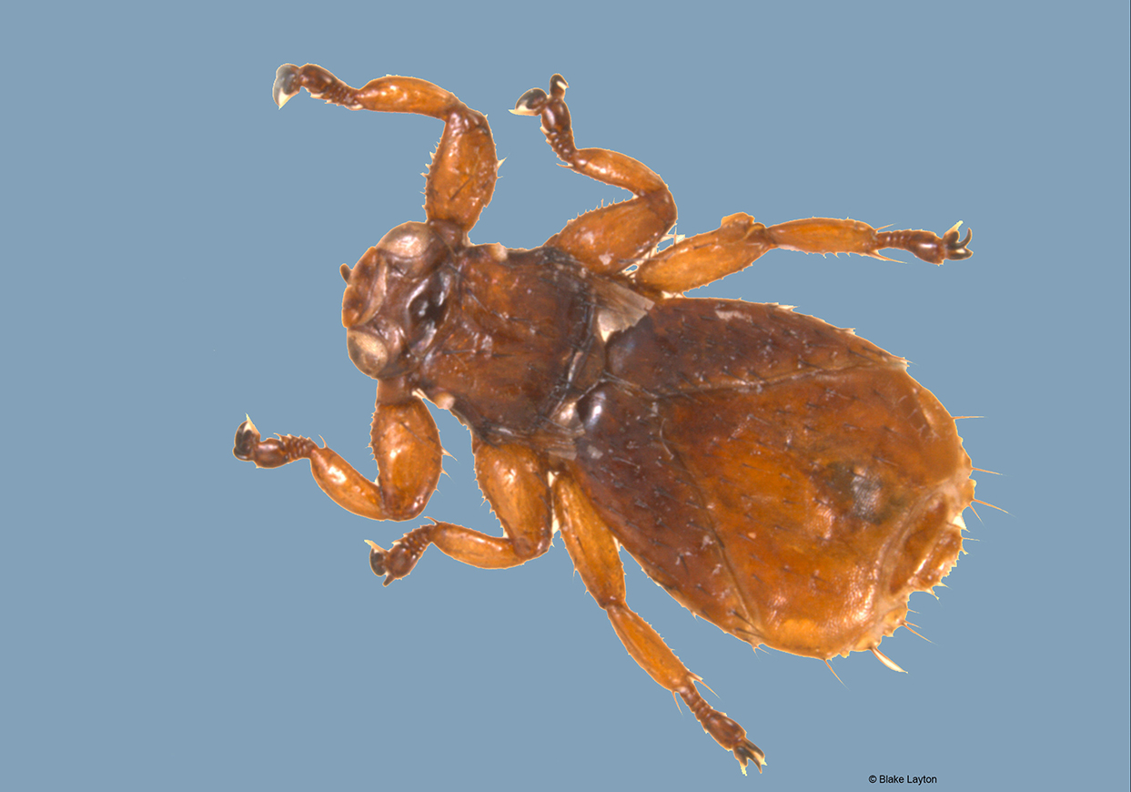 The neotropical deer ked resembles a deer tick, brown in color and has shed it's wings.