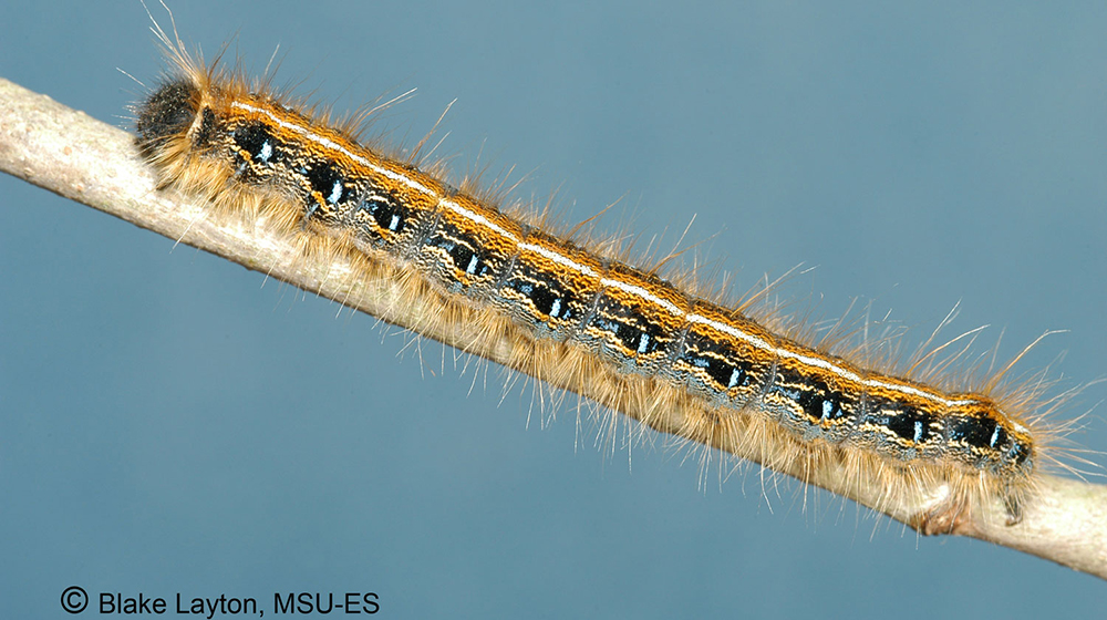 Eastern tent caterpillar on a twig.
