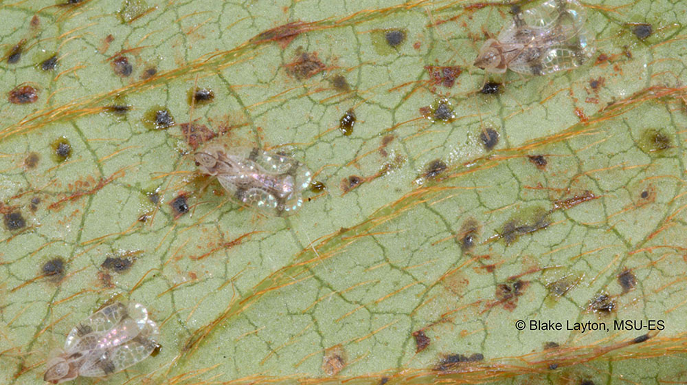 small lacy-winged insects on underside of leaf