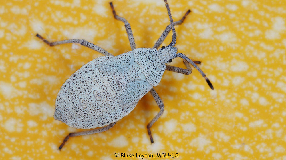 Image of a squash bug, nymph.