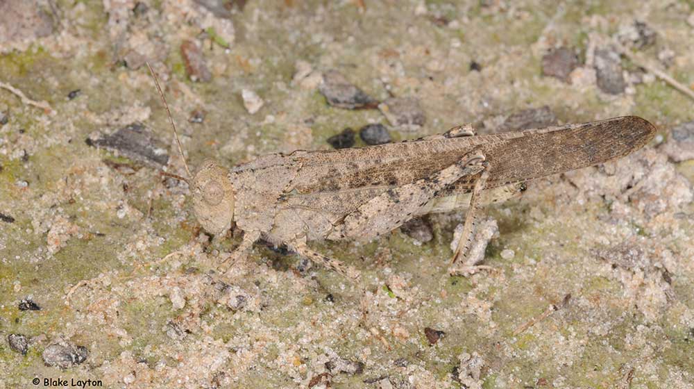 a gray-brown grasshopper, ranging from 1.5 to 2 inches long. 