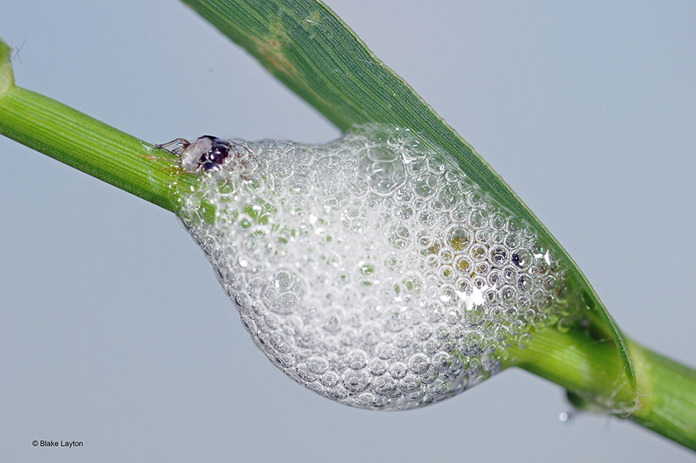 An image of two-lined spittlebug nymphs inside the spittle mass.