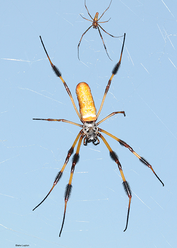 Golden Silk Spiders - a large female and smaller golden colored spider with bands of dark brown/black on legs in a golden colored web.