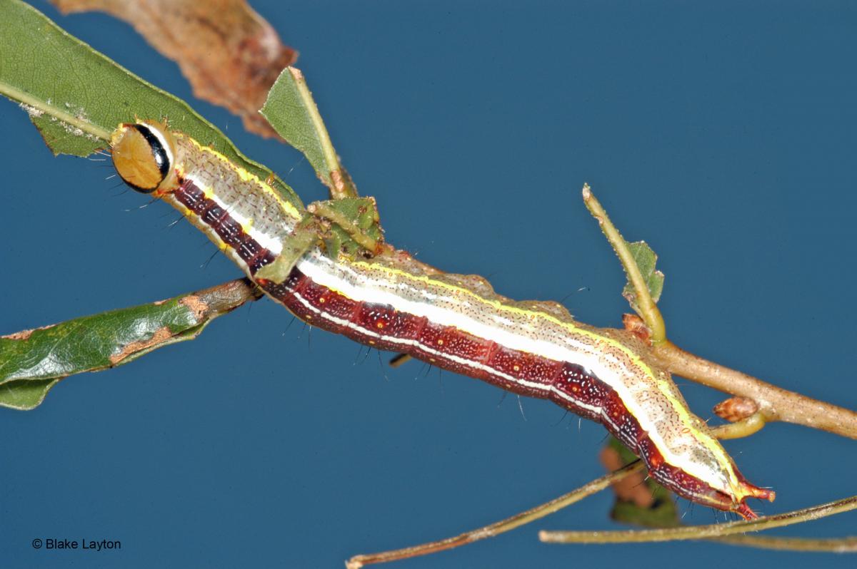 a caterpillar feeding on an oak leaf.