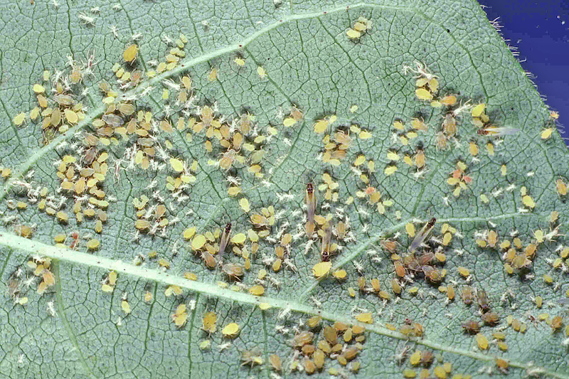 Closeup of a leaf with a large number of aphids on it.
