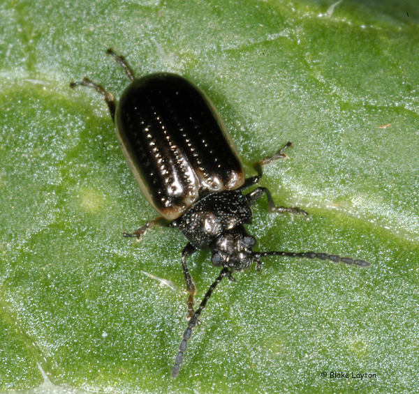 Black beetle on green leaf.