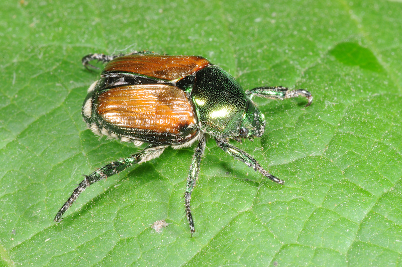 A green and bronze beetle resting on a green leaf.