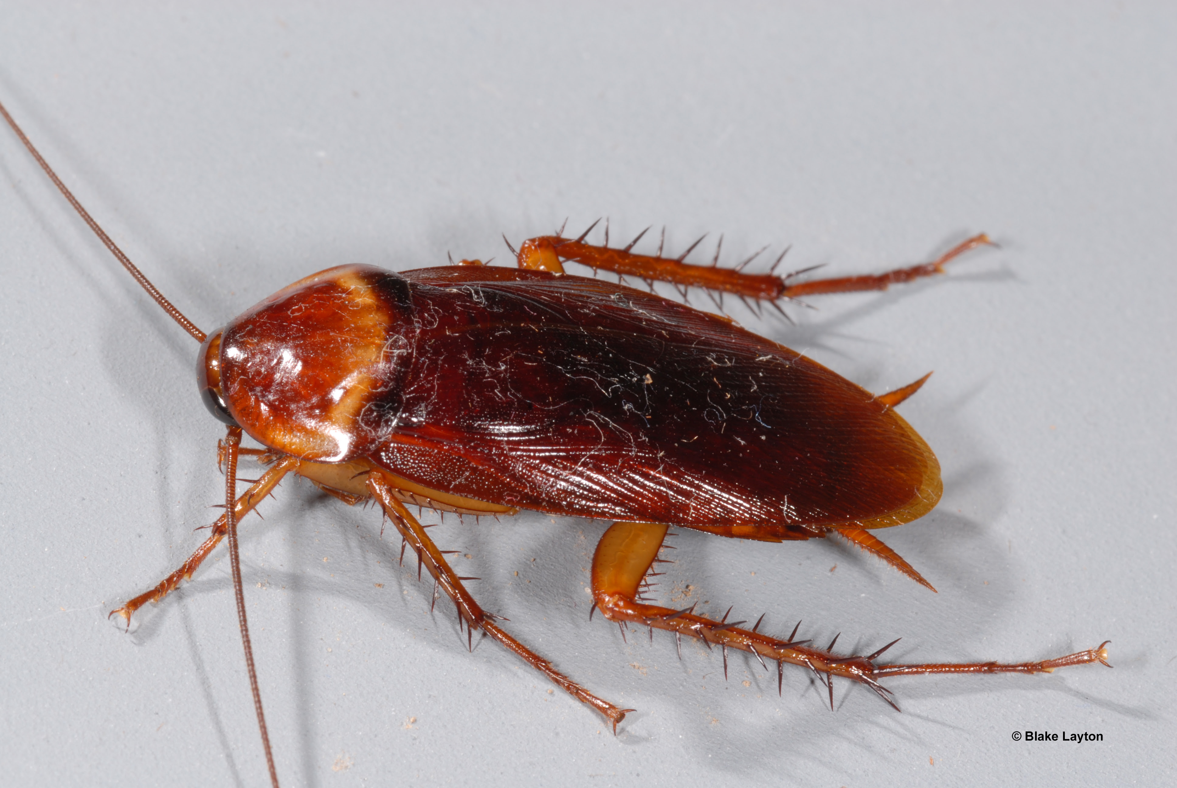 Brown roach with four visible legs and long whiskers.
