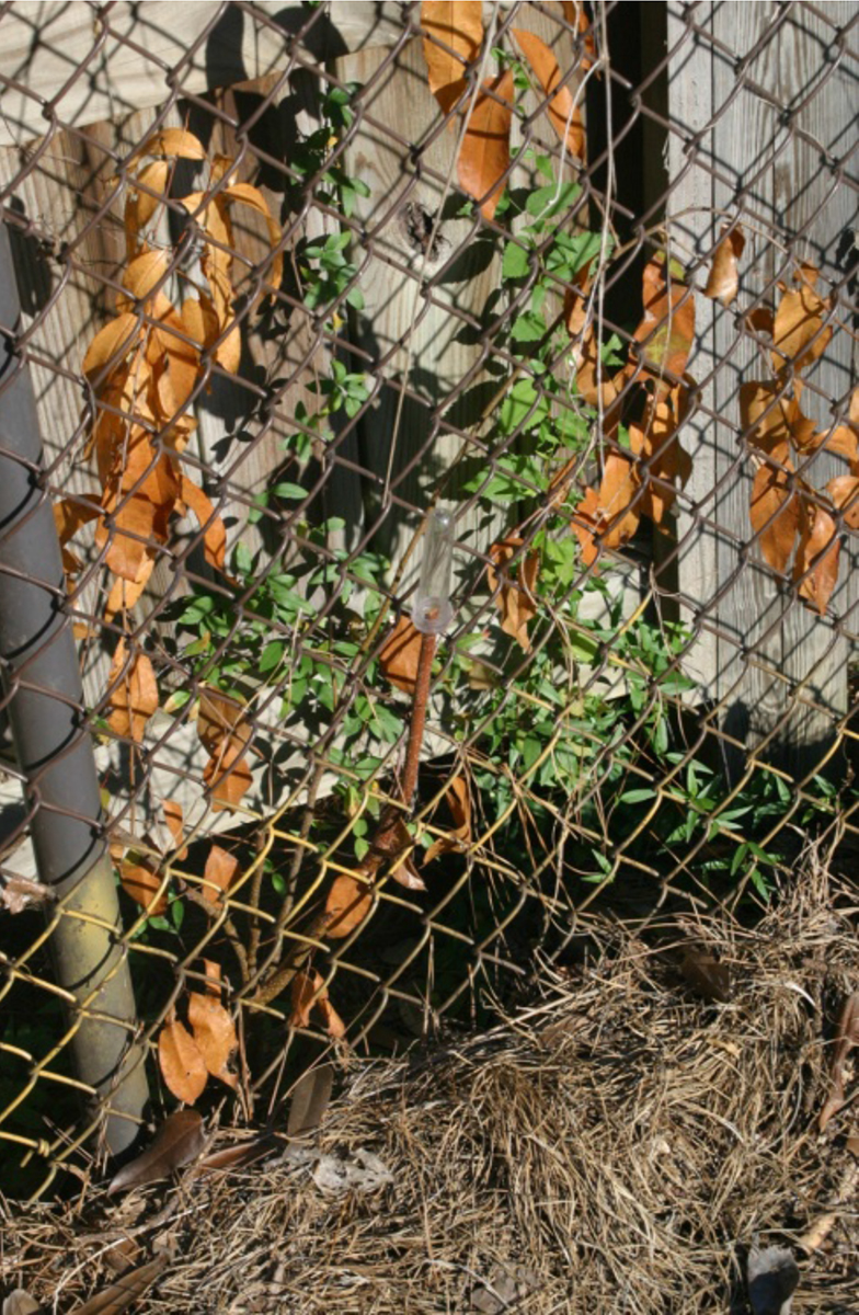 A waterpick attached to a woody stem of a plant growing on a chainlink fence. The plant's leaves are brown.