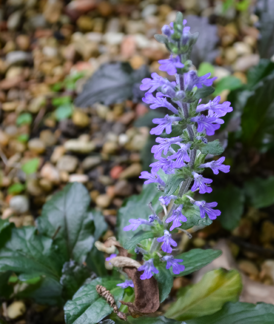 Bugleweed groundcover with purple flowers in focus.