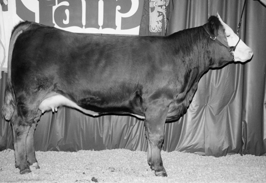 Simmental cow. Large and muscular with mostly brown fur and a white face.