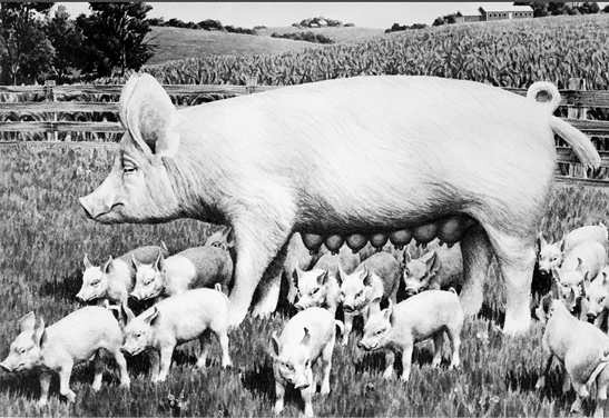 Yorkshire pig surrounded by piglets. Large frame, solid white.