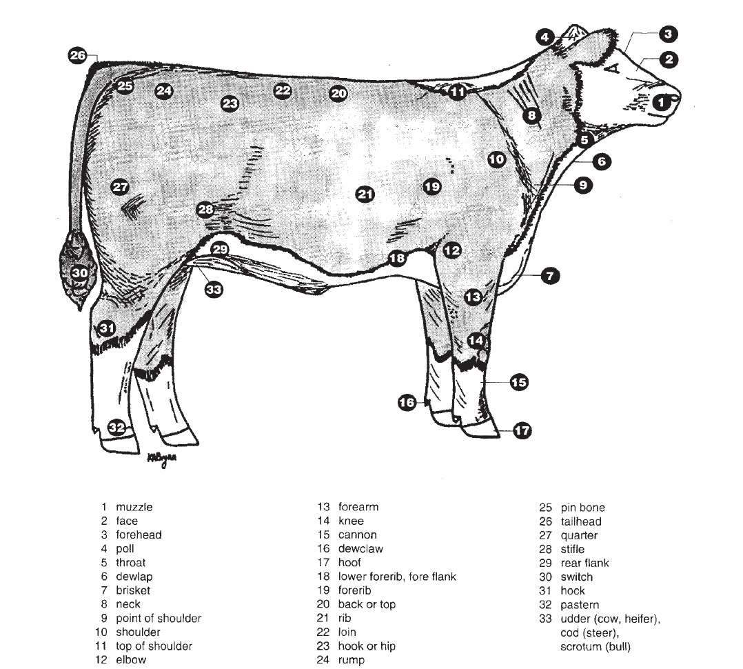 Diagram of a cow's external parts.