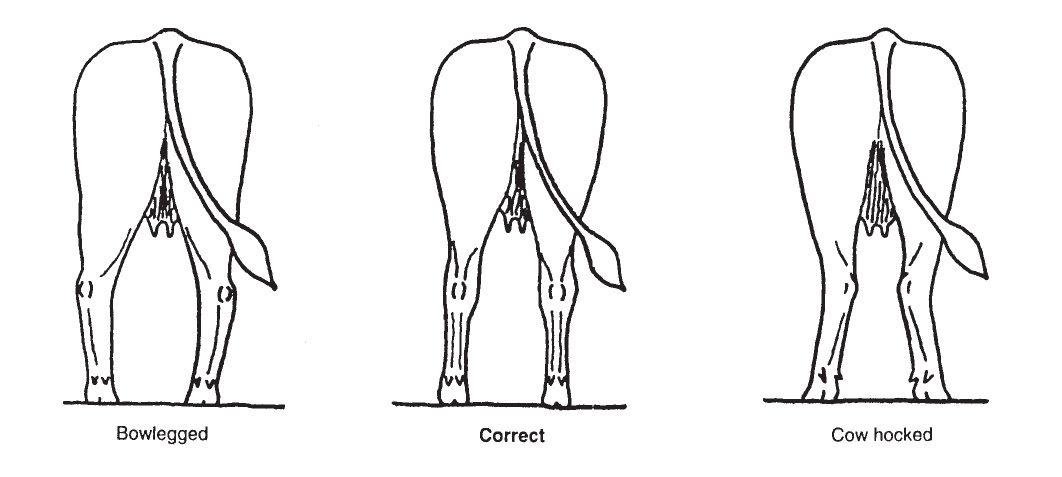 Diagram of an ideal market steer's rear leg alignment.