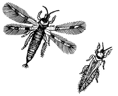 Black and white illustration of insects. One insect has 6 legs and 4 wings spread open. The other has its wings down.