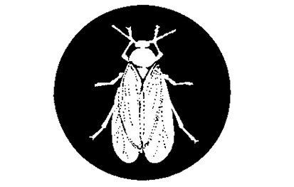 Black and white illustration of a bug with six legs and wings.