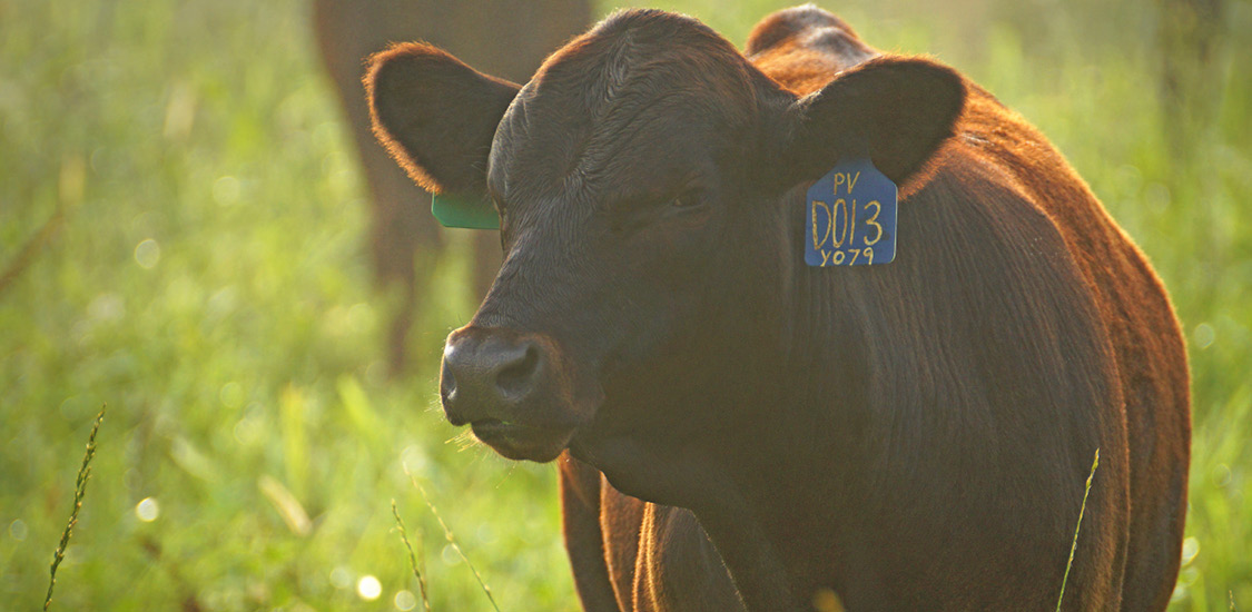 A dark brown cow with ear tags stands in a field.