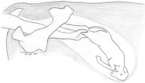 Side view drawing of a person’s arm feeling the calf’s legs.