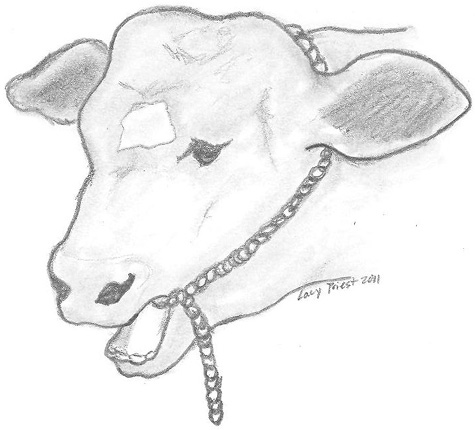 Chain around calf's head as described in text above.
