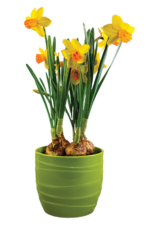 Larger bulbs like daffodils can be potted with the upper portion of the bulbs exposed. 