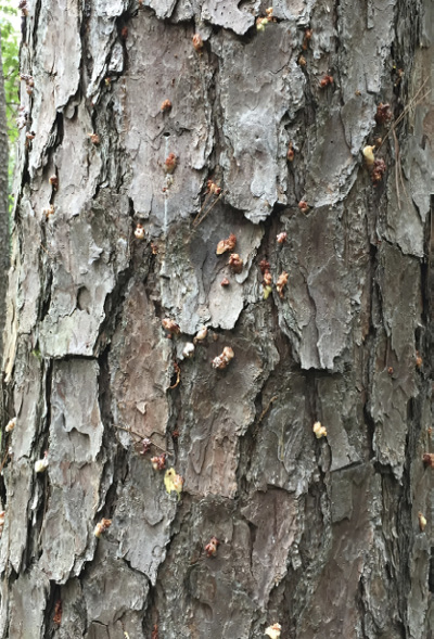 Popcorn-like structures on the bark of a tree.