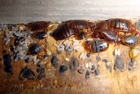 Adult bed bugs, nymphs, and shell casings.
