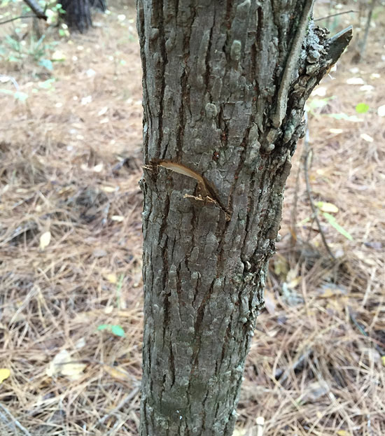 A small tree trunk features a properly shaped cut made by a hatchet.