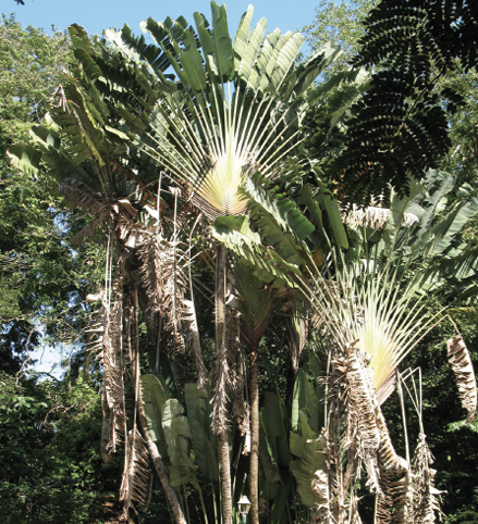 A group of tall, single-trunked trees with large, fan-shaped crowns.
