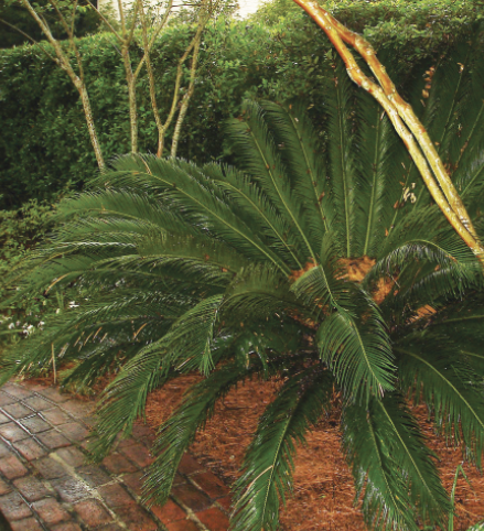 A shrubby, dark-green sago palm in a flower bed with crape myrtles.