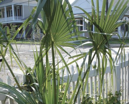 A sparse group of tall, thin palm plants line a white picket fence.