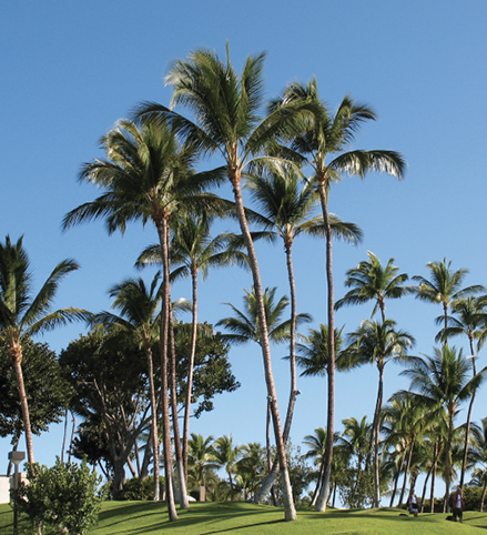 Many tall palm trees growing on a green, grassy area.