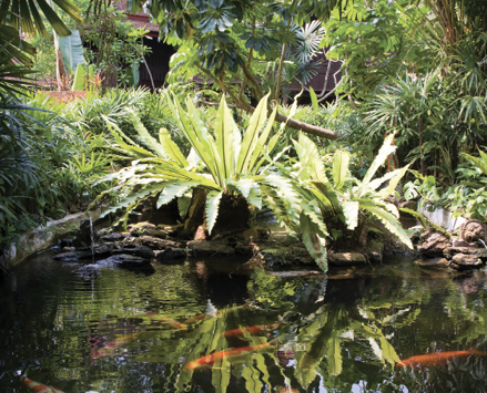 Light green palms and ferns are reflected in a koi pool with orange fish.