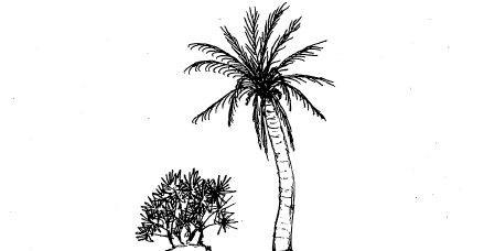 A multiple-trunk palm is small and shrub-like, while a single-trunk palm has a single, limbless, tall trunk with large, pinnate leaves radiating from the top.