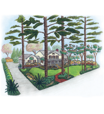 Color drawing of a house, front yard, and driveway with landscaping that demonstrates uses of various plants and trees. Single, shrubby cycads are on either side of the driveway entrance.