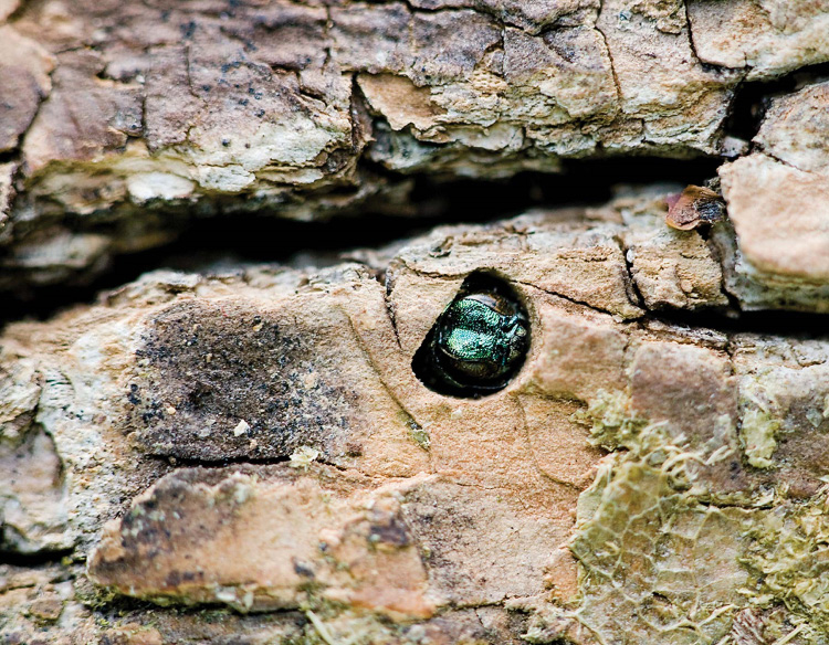 A small round emerald colored beetle is in the center of a hole in ash tree.