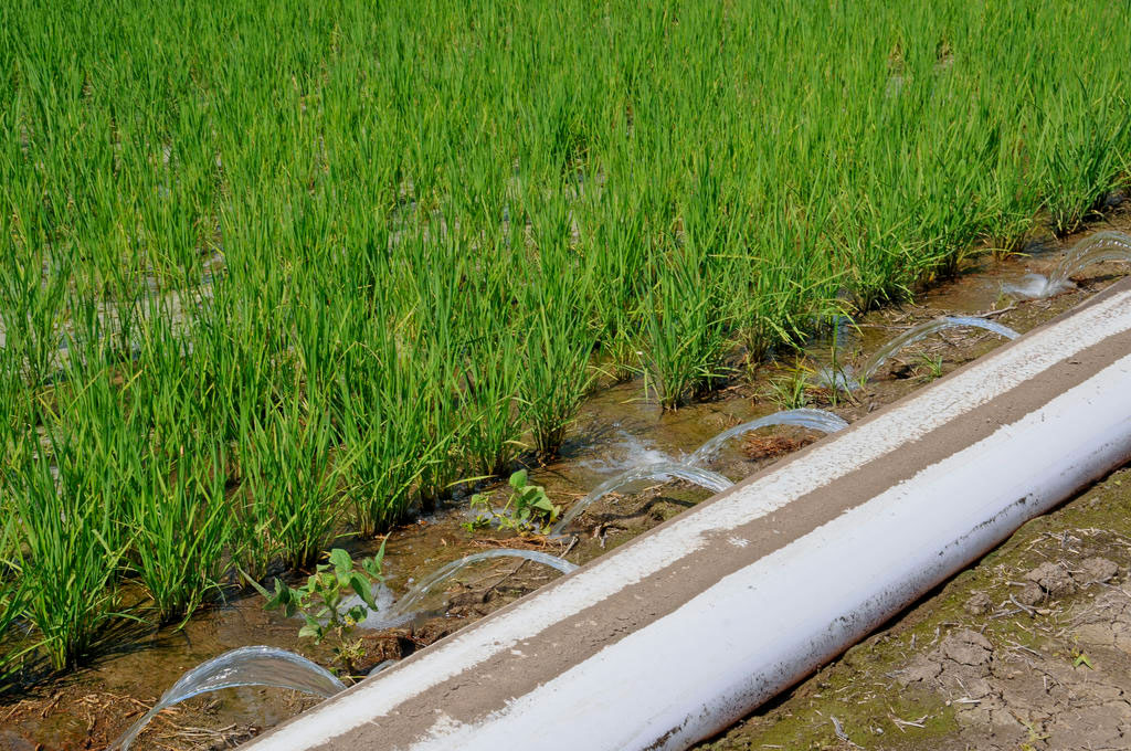 A pipe on the ground with water spraying out of holes along the pipe toward a field of green plants.