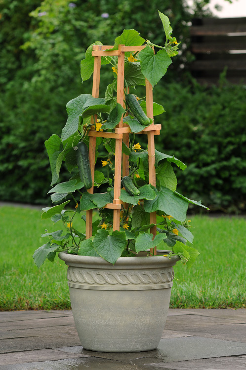 Patio Snacker. Image courtesy Ball Horticultural Company.