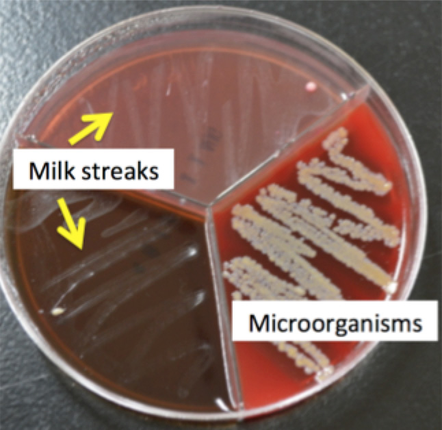 Difference in how milk ad microorganisms look after streaking