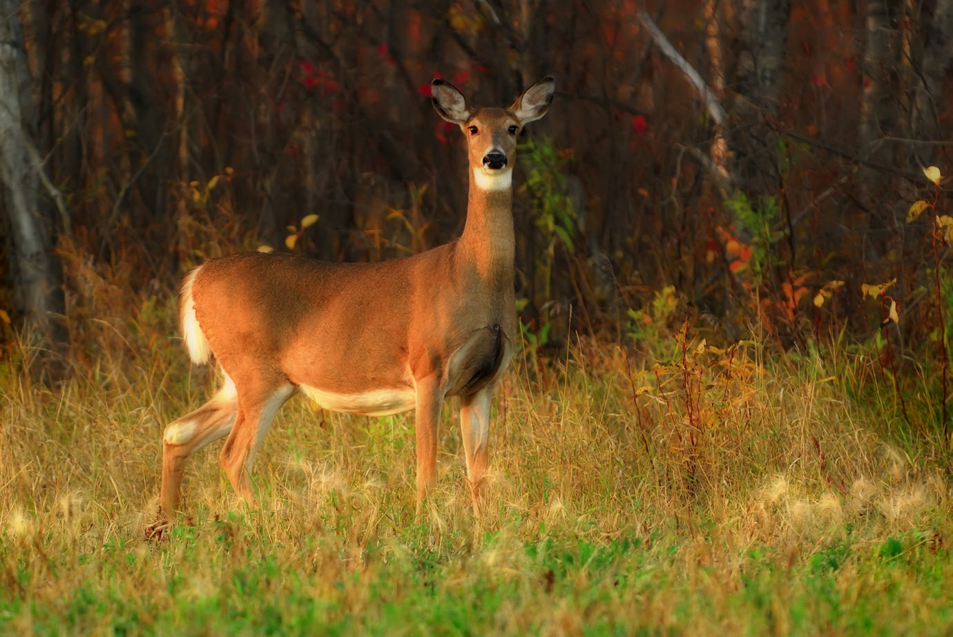 A white-tailed doe stands in a grassy clearing, looking directly at the camera. An autumn forest is visible in the background.
