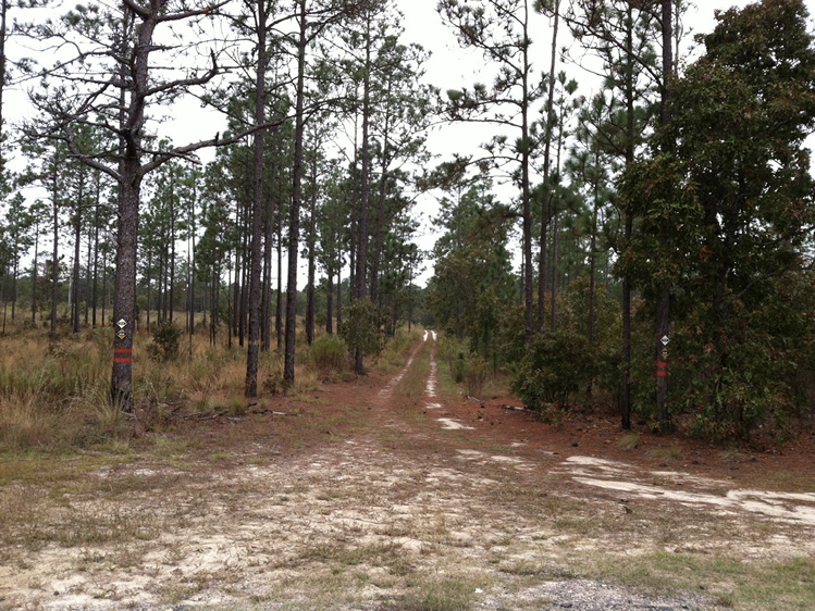A forested area with a trail running through the center. Vegetation on the left of the trail is sparse, while vegetation on the right is thick and green.