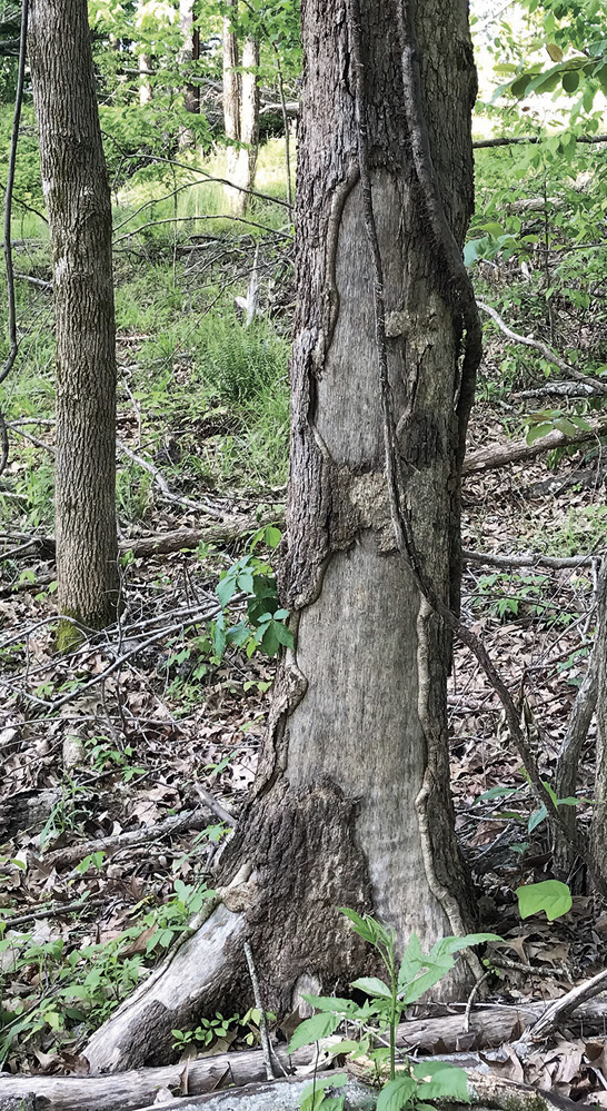 A sweegum tree in a forest shows signs of an old injury, but new woody tissue is growing around edges of the wound.