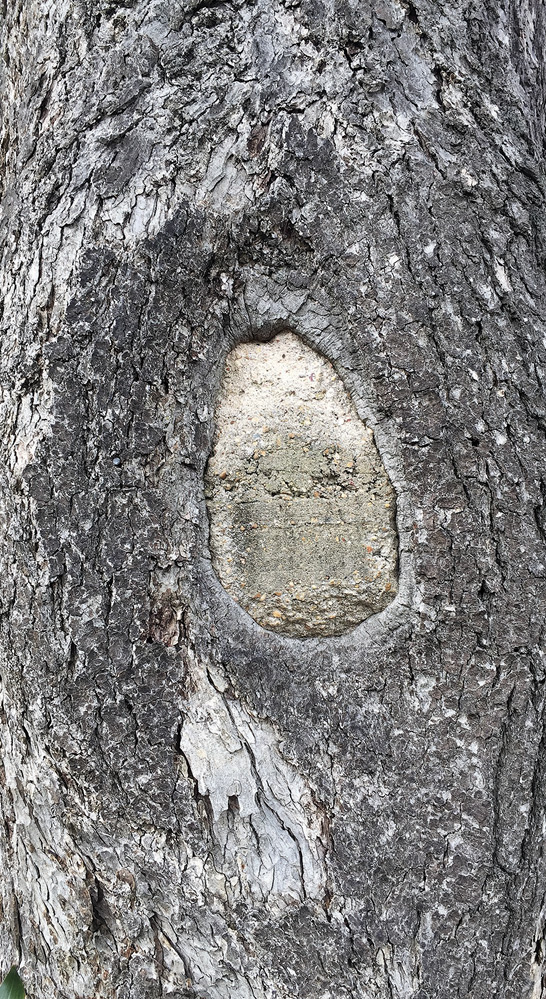 A closeup of a tree trunk with a hole in it. The hole has been filled with cement.