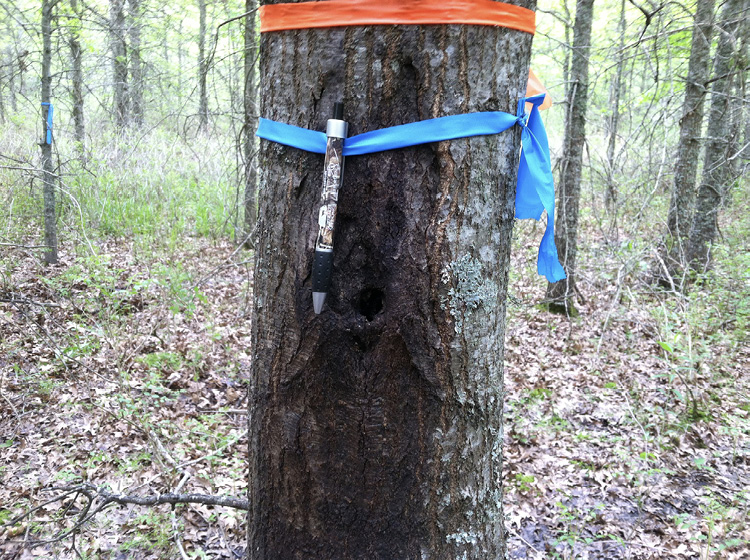 Close-up of a tree trunk with both orange and blue flags. The trunk has a large damaged area.