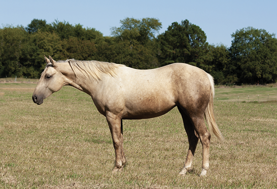 Side view of a horse facing left.