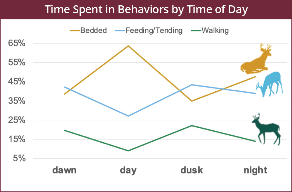 A buck’s movement behavior changes throughout the day. The time spent in each movement behavior is: Dawn – Bedded 38%, Feeding/Tending 43%, Walking 19%; Day – Bedded 64%, Feeding/Tending 27%, Walking 9%; Dusk – Bedded 35%, Feeding/Tending 44%, Walking 21%; Night – Bedded 47%, Feeding/Tending 39%, Walking 14%