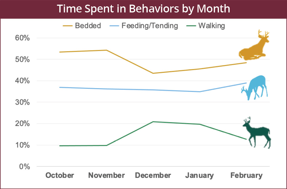A buck’s movement behavior changes by month. The time spent in each movement behavior is: October – Bedded 53%, Feeding/Tending 38%, Walking 10%; November – Bedded 54%, Feeding/Tending 37%, Walking 10%; December – Bedded 42%, Feeding/Tending 36%, Walking 21%; January – Bedded 43%, Feeding/Tending 35%, Walking 20%; February – Bedded 48%, Feeding/Tending 39%, Walking 12%